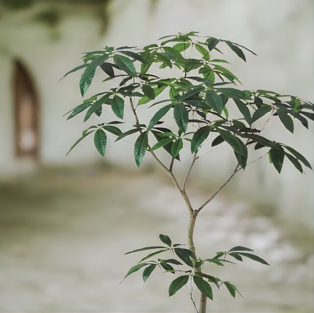 光触媒　人工観葉植物　ウォールグリーン　フェイクグリーン　パキラ150FST 光触媒 人工観葉植物 ウォールグリーン フェイクグリーン パキラ