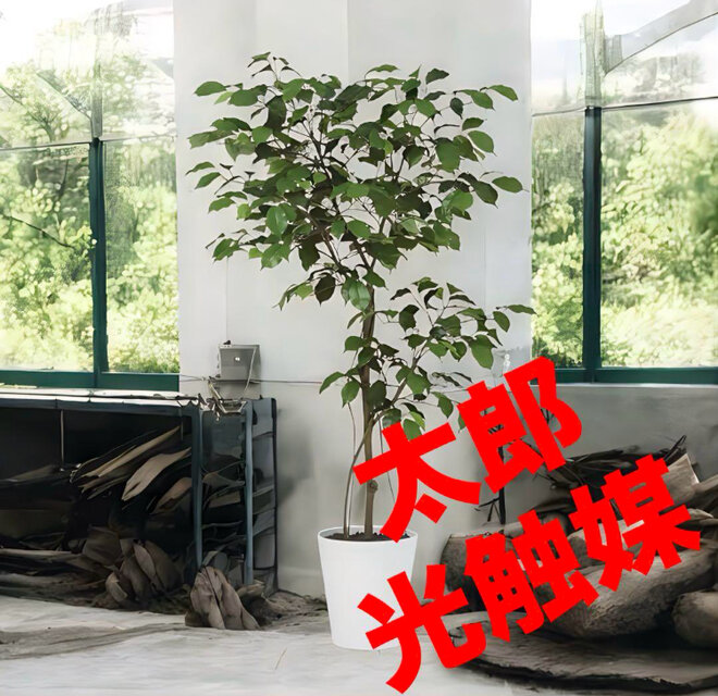 光触媒　人工観葉植物　ウォールグリーン　フェイク　フラワー　ベンジャミン@gja 光触媒 人工観葉植物 ウォールグリーン フェイクグリーン