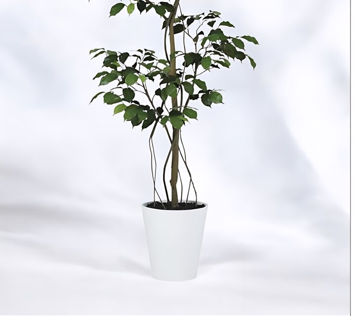 光触媒 人工観葉植物 ウォールグリーン フェイクグリーン ベンジャミン 
