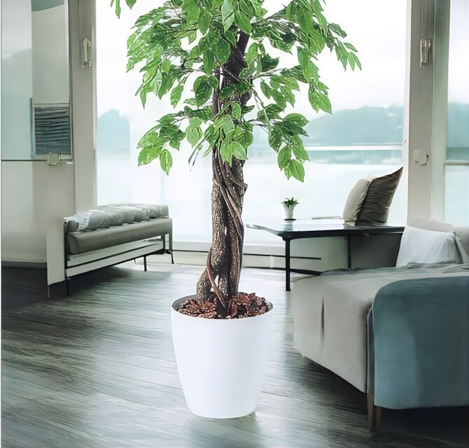 観葉植物 造花 ベンジャミナスプラッシュリアナ (ベンジャミン) 150cm