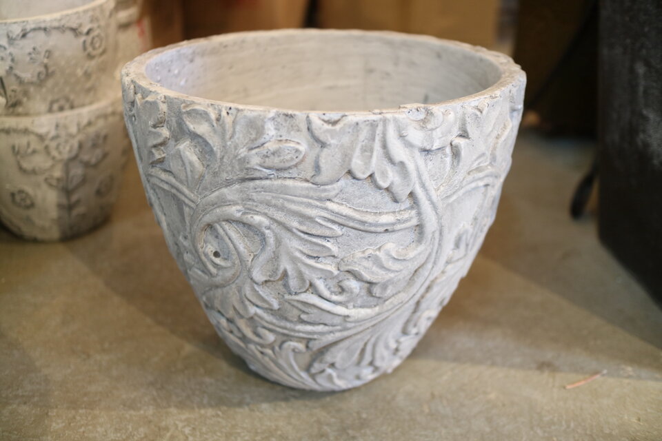 1点のみ ミモザ アカシア の木 ＜ブルーブッシュ＞ シルバーリーフ