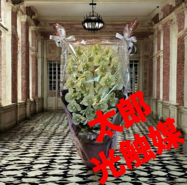 光触媒　人工観葉植物　ウォールグリーン　フェイクグリーン　リアル胡蝶蘭8755