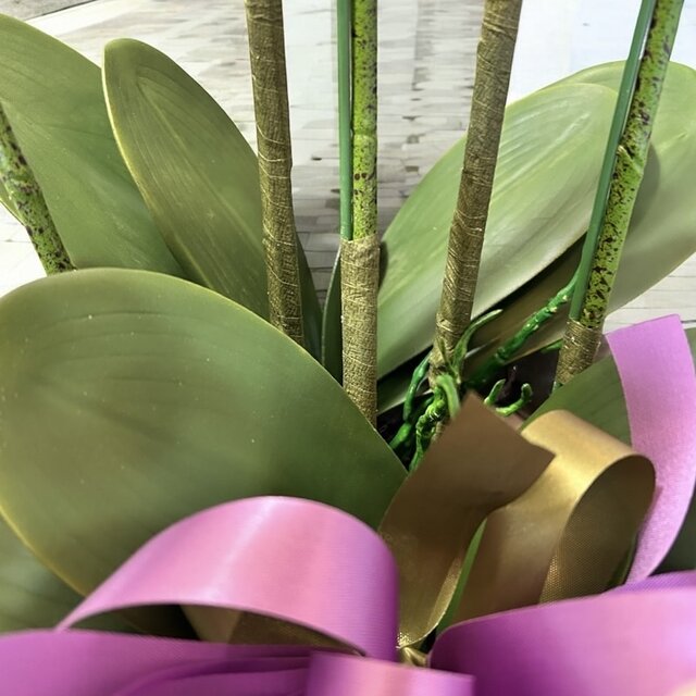 光触媒 人工観葉植物 ウォールグリーン フェイクグリーン リアル胡蝶蘭