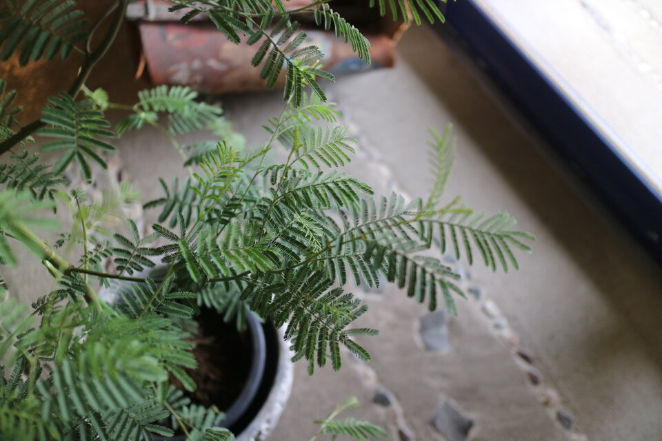 1点のみ！ 大きな！ ミモザ アカシア の木 ティーンズワトル