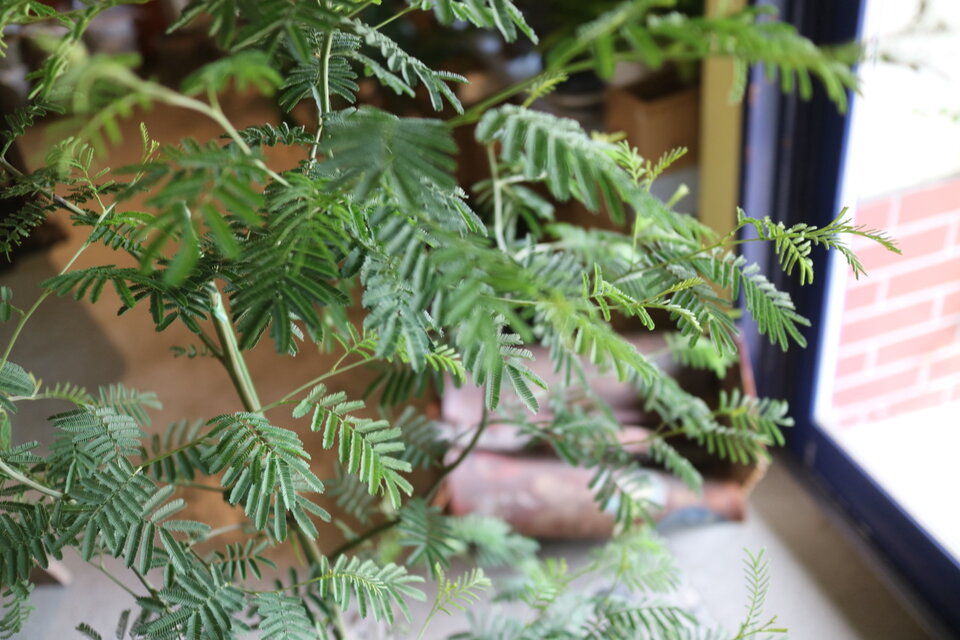 1点のみ！ 大きな！ ミモザ アカシア の木 ティーンズワトル