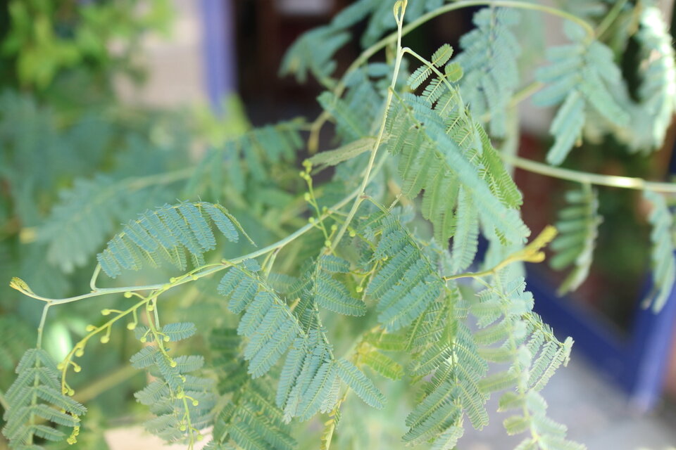 1点のみ！ 大きな！ ミモザ アカシア の木 ティーンズワトル