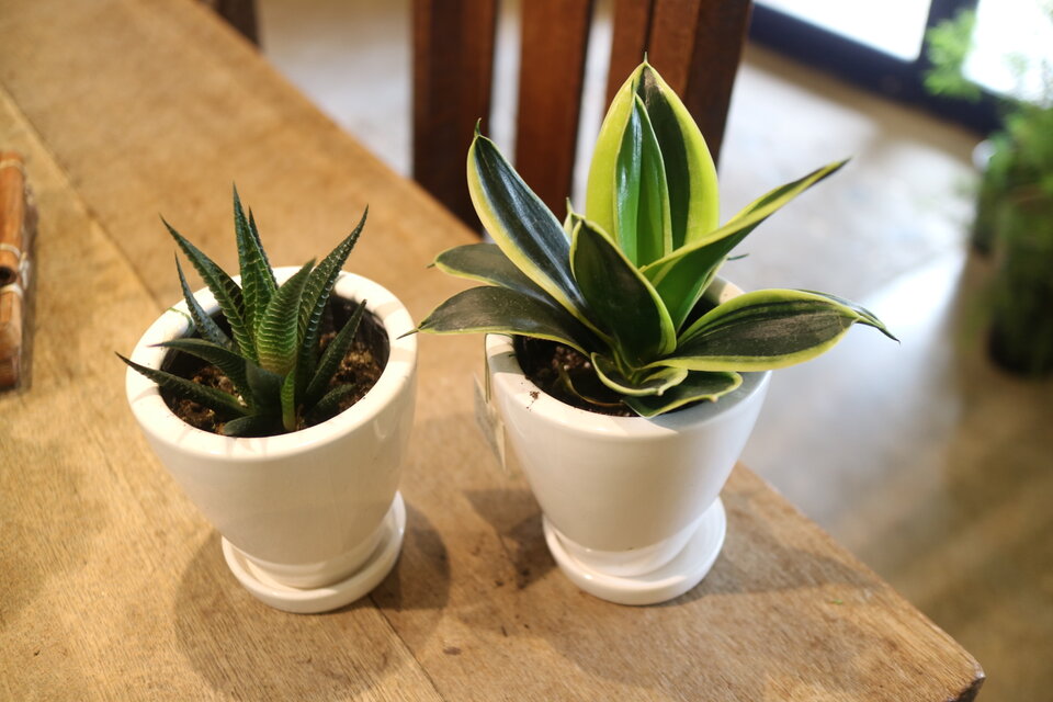 Yoshiko様専用　サンスベリア