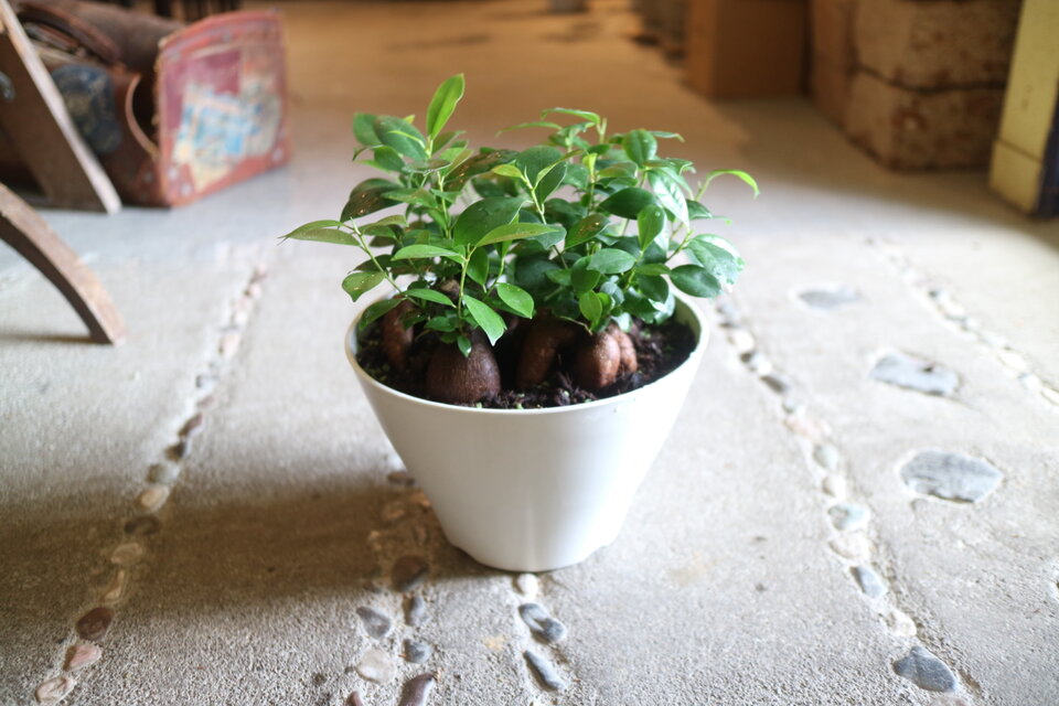 幸せになる！ 四つ子のガジュマル 大きめ ♡