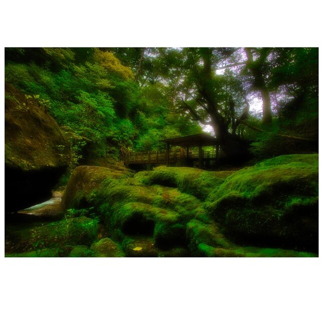 屋久島 魅入られる幻想の森 [6] 【風景写真・ポスターアート インテリア】