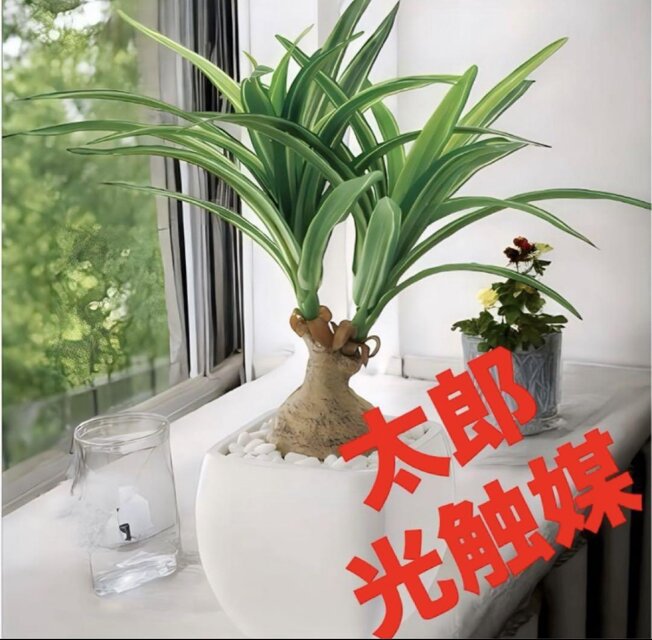 光触媒　人工観葉植物　ウォールグリーン　フェイクグリーン　ノリナポットajmd