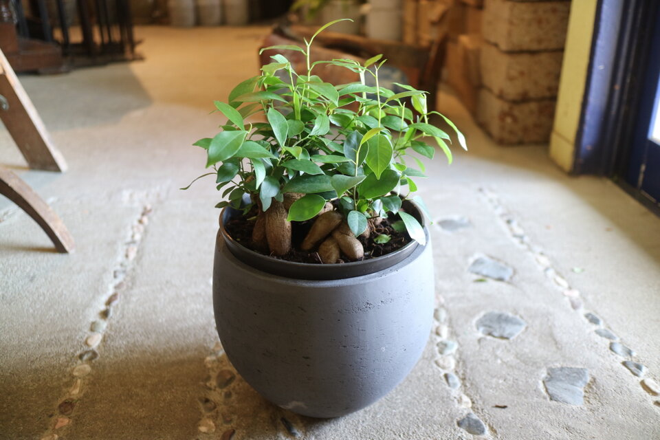 １点のみ　幸せになる！ 四つ子のガジュマル 大きめ スタイリッシュ鉢付