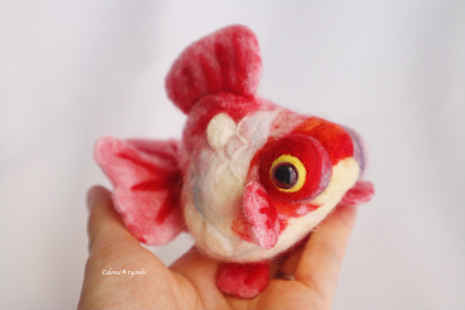 大きなショートテール桜出目金