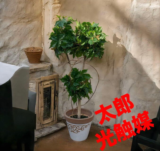 光触媒　人工観葉植物　ウォールグリーン　フェイクグリーン　アイビーポトス１０５U