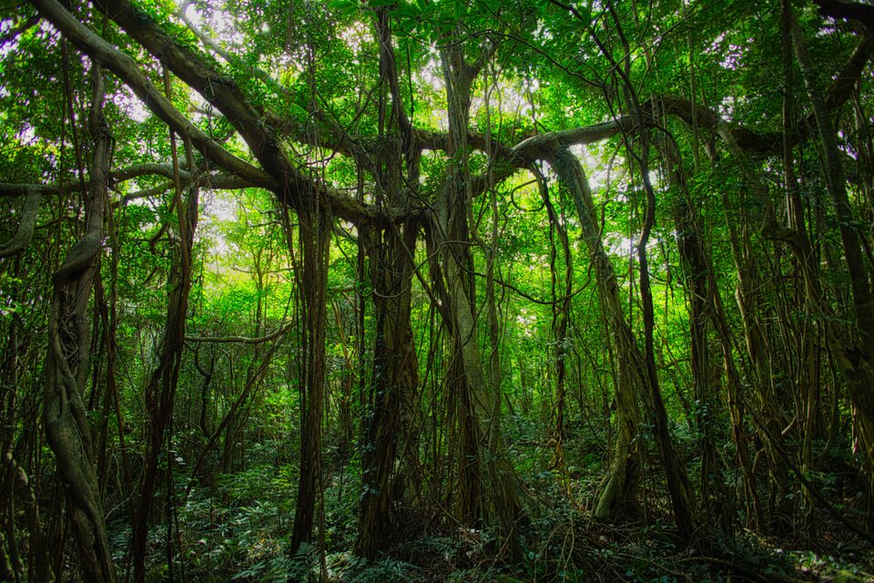 屋久島 魅入られる幻想の森 [12] 【風景写真・ポスターアート インテリア】