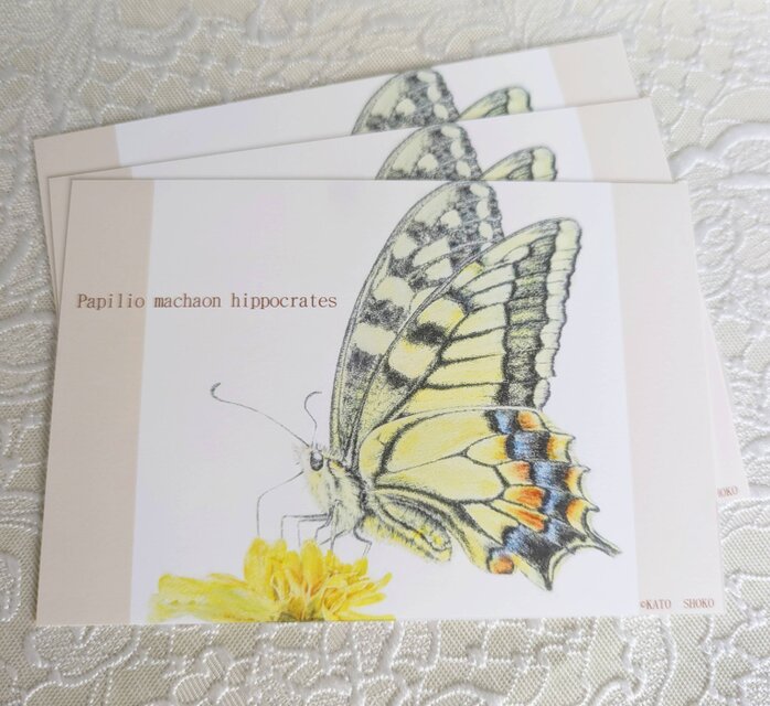 キアゲハポストカード （３枚セット）