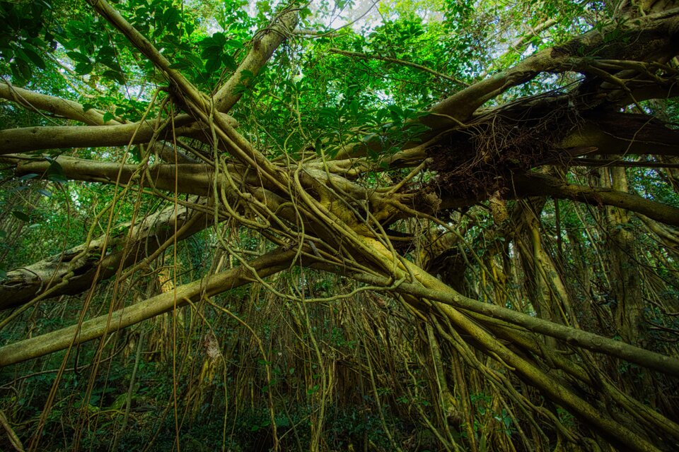 屋久島 魅入られる幻想の森 [13] 【風景写真・ポスターアート インテリア】