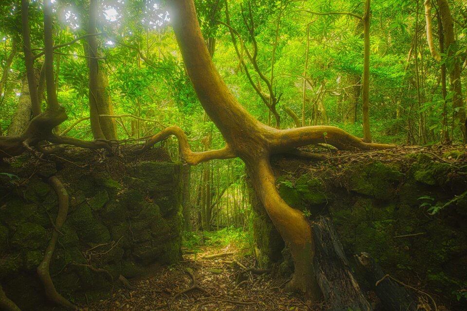 屋久島 魅入られる幻想の森 [14] 【風景写真・ポスターアート インテリア】