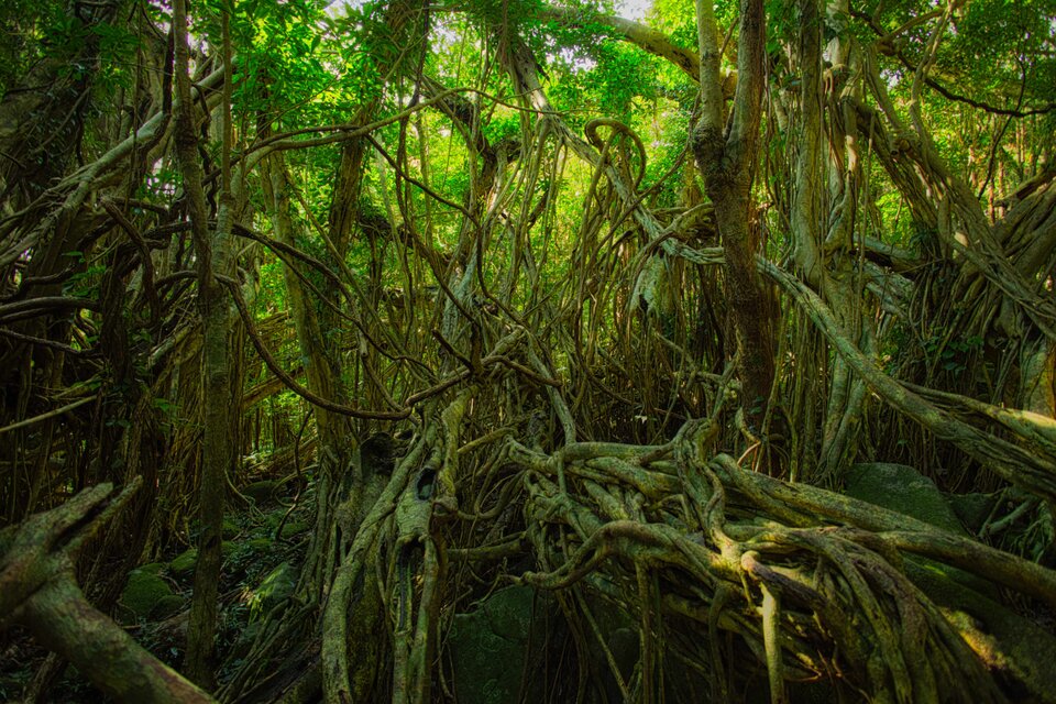 屋久島 魅入られる幻想の森 [15] 【風景写真・ポスターアート インテリア】