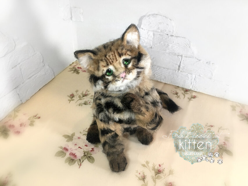 クロアシネコ 子猫 世界最小の猫 可動 困り顔 しょんぼり顔 いじけ顔