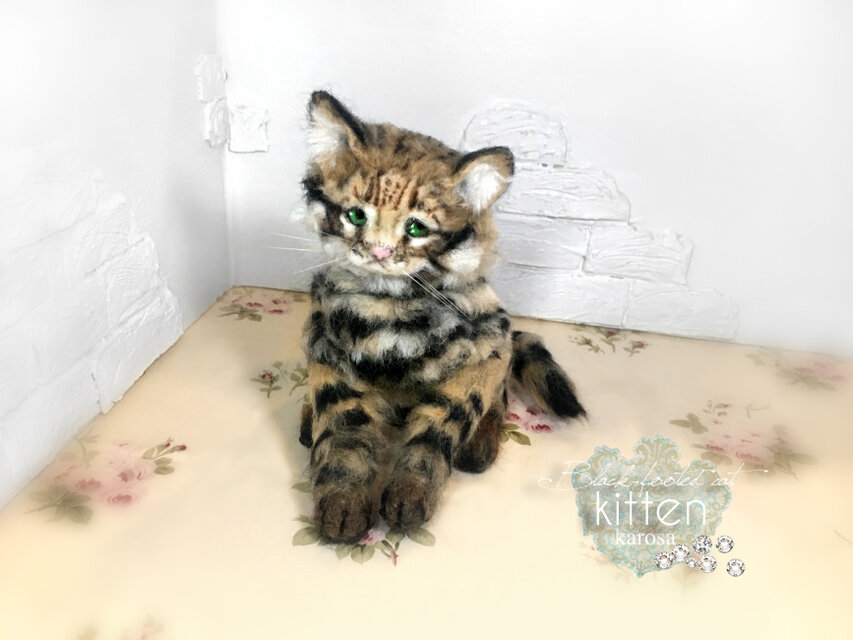 クロアシネコ 子猫 世界最小の猫 可動 困り顔 しょんぼり顔