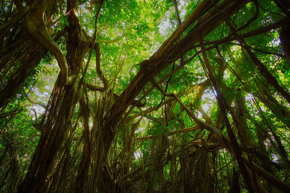 屋久島 魅入られる幻想の森 [16] 【風景写真・ポスターアート インテリア】