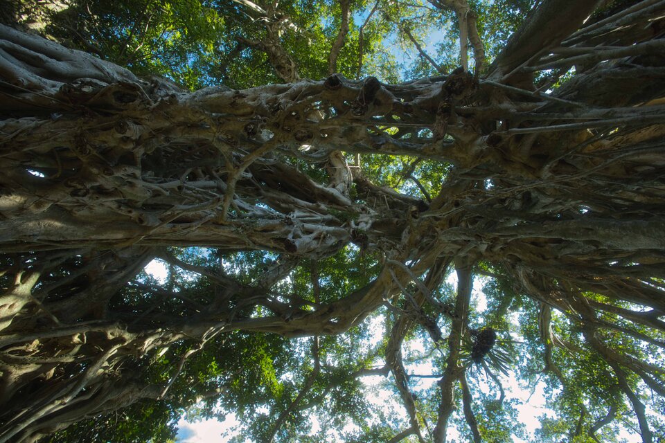 屋久島 魅入られる幻想の森 [18] 【風景写真・ポスターアート インテリア】