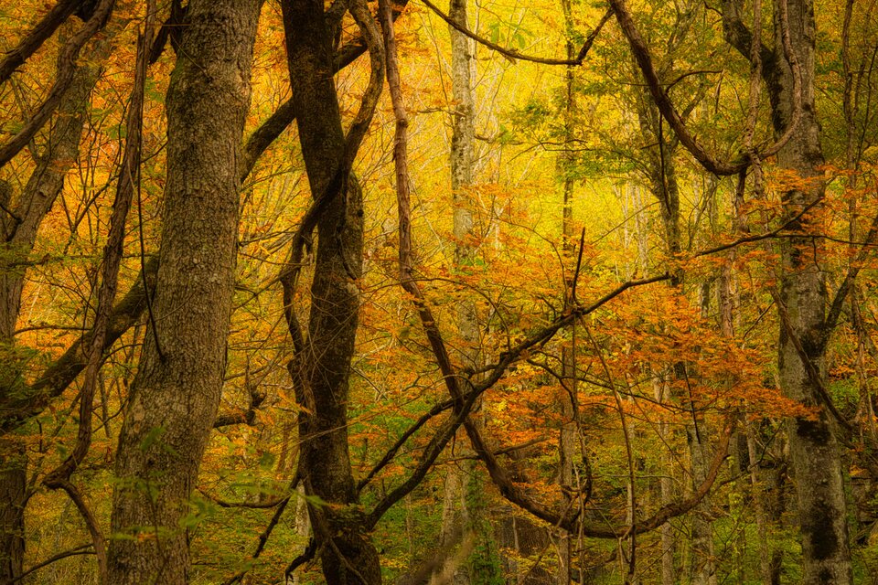 燃えたつ秋［1］【風景写真・おしゃれなポスターアート インテリア】