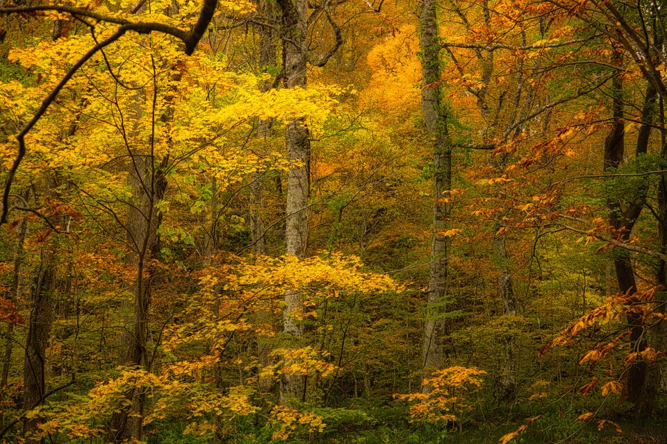 燃えたつ秋［3］【風景写真・おしゃれなポスターアート インテリア】