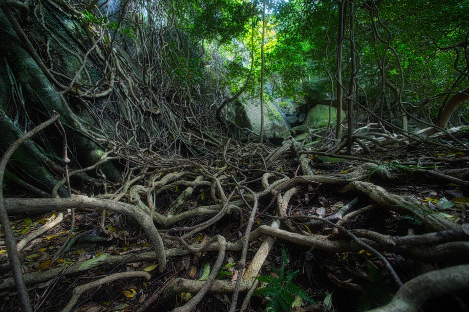屋久島 魅入られる幻想の森 [21] 【風景写真・ポスターアート インテリア】