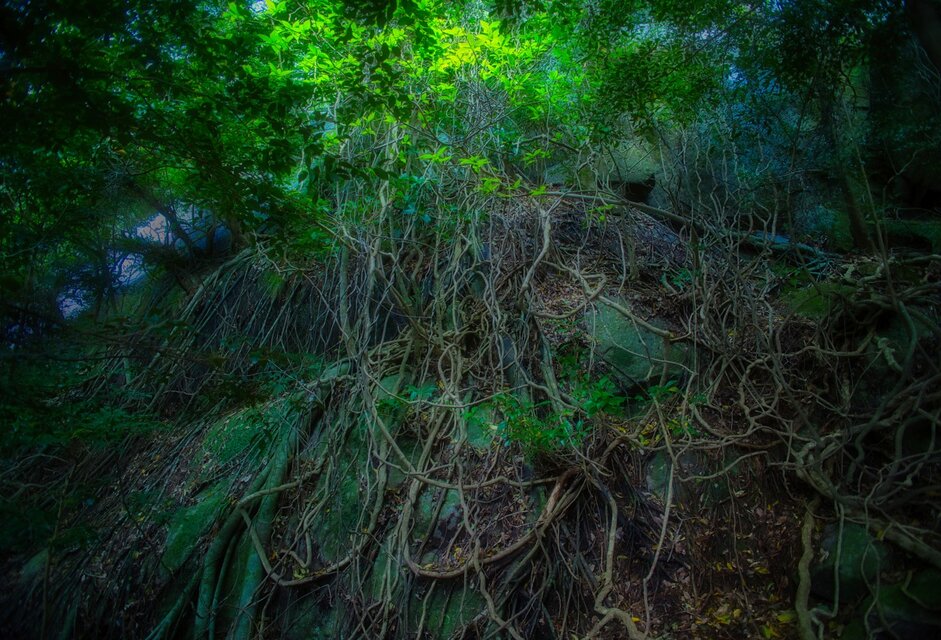 屋久島 魅入られる幻想の森 [22] 【風景写真・ポスターアート インテリア】
