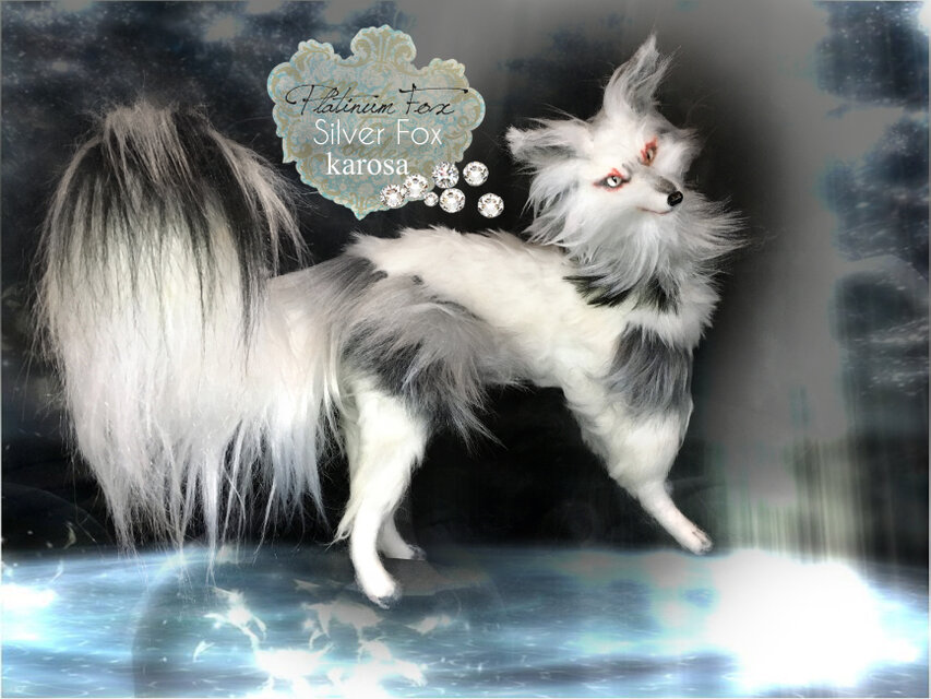 プラチナキツネ 銀狐 全身可動 完全オリジナル キツネ 狐 妖狐 羊毛