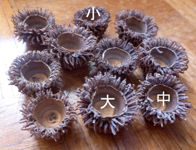 【2025年収穫】アベマキの帽子（壺）　15個