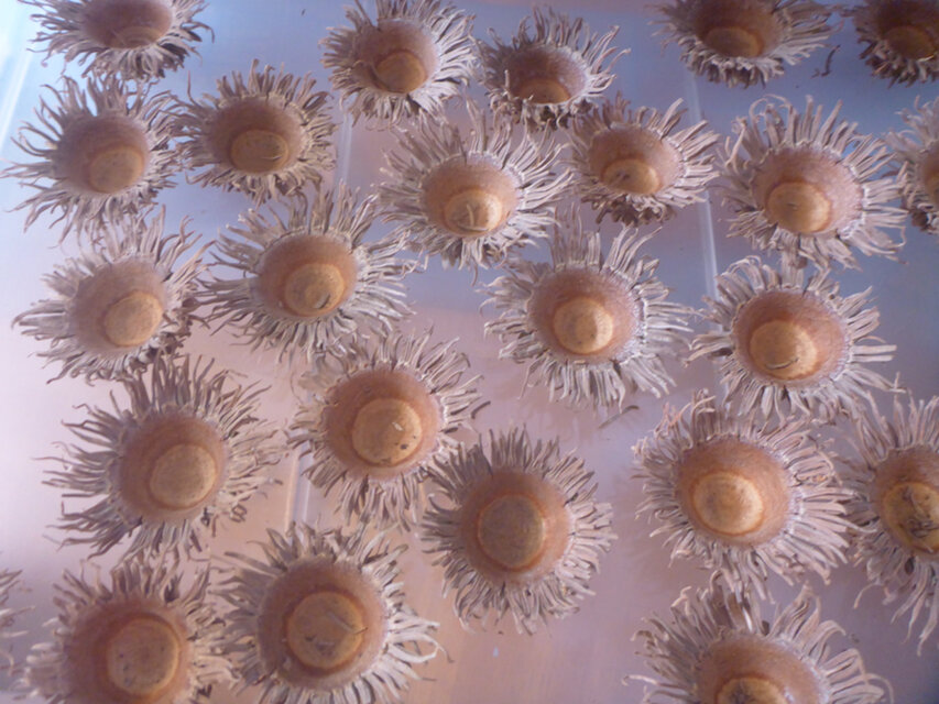 【2024年収穫】クヌギの帽子（花）　10個