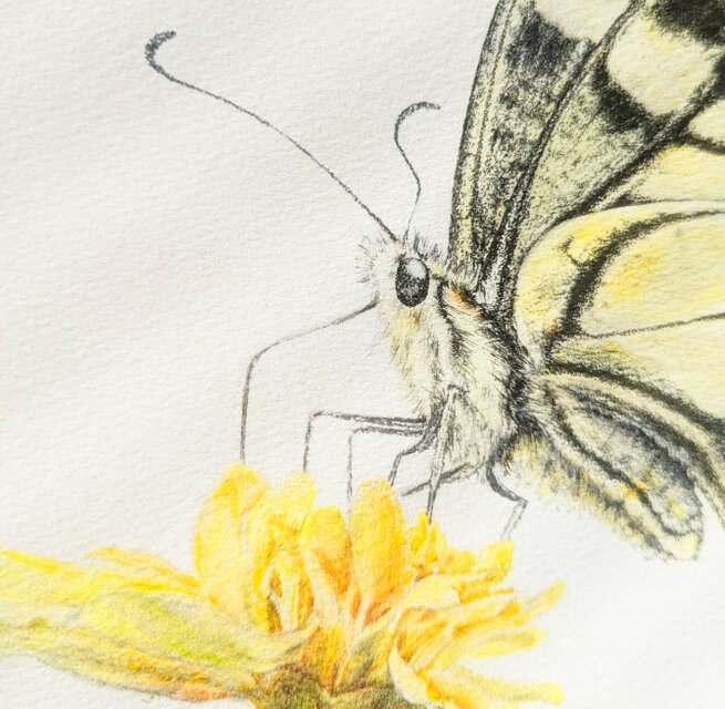 キアゲハ 原画(額付き) | iichi 日々の暮らしを心地よくする