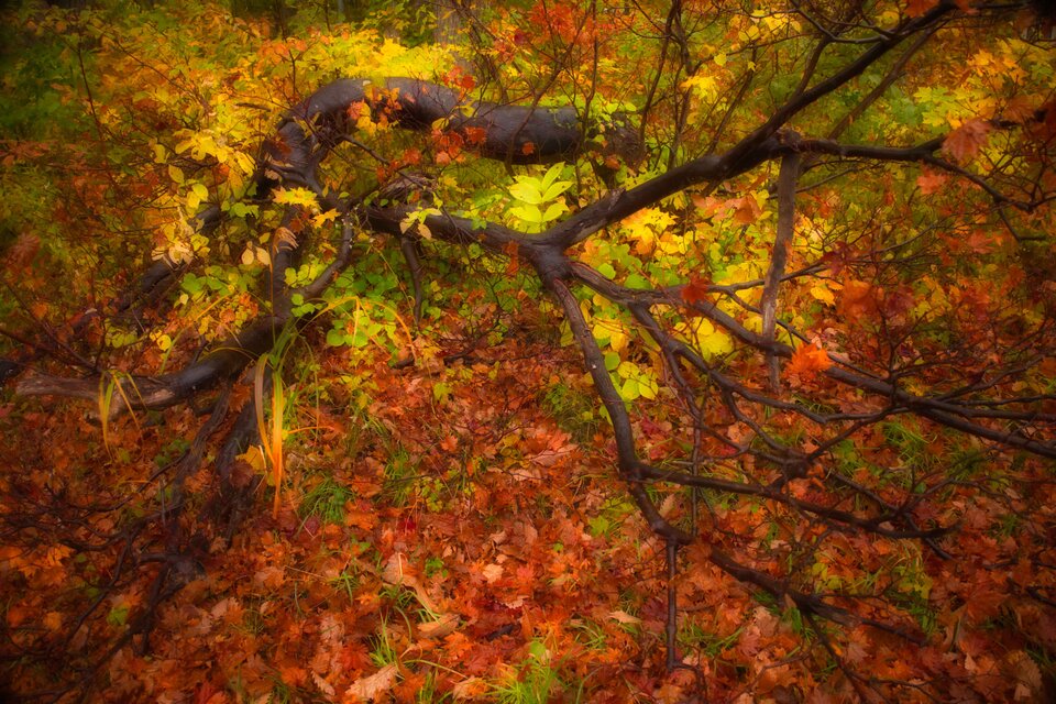 燃えたつ秋［8］【風景写真・おしゃれなポスターアート インテリア】