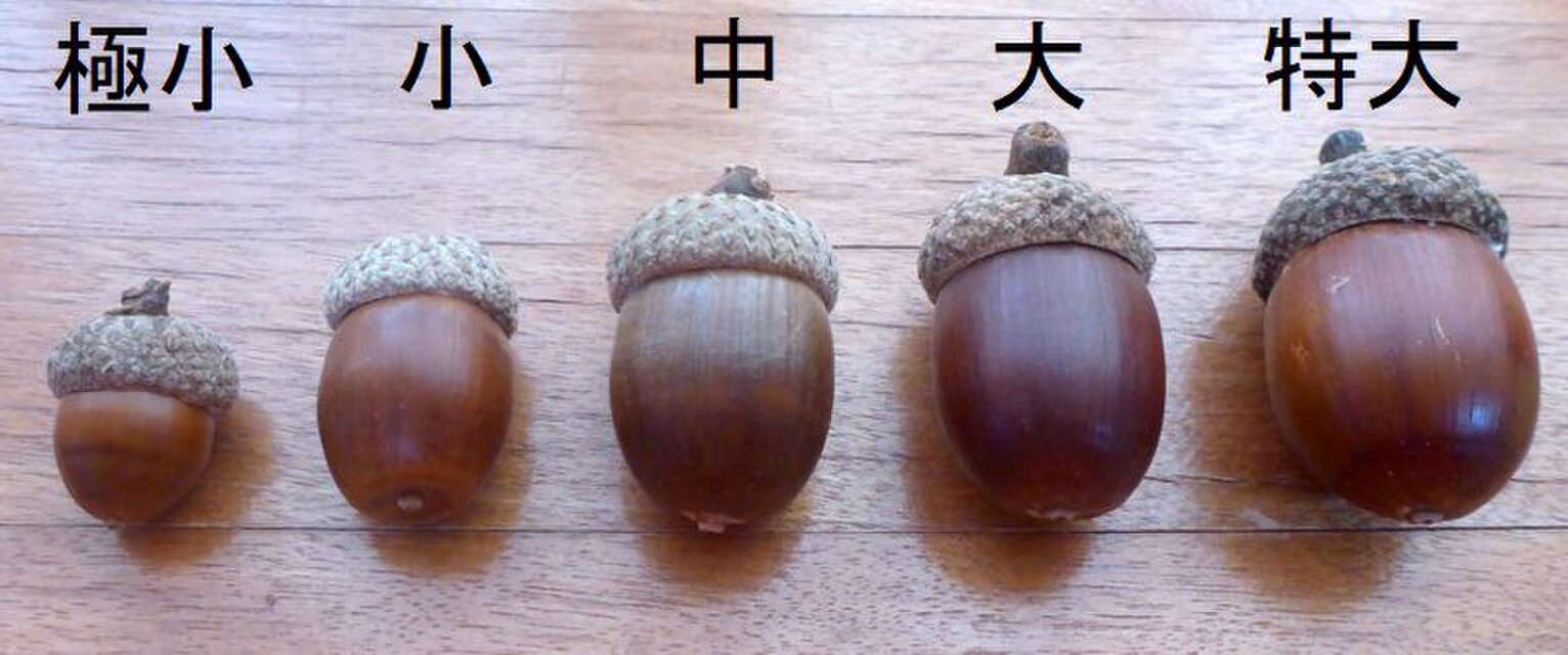 どんぐりの帽子様 リクエスト 5点 まとめ商品 2025年製】帽子付きどんぐり（アベマキ極小） 25個 | iichi 日々の