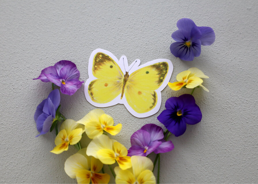 メッセージカード モンキチョウ | iichi 日々の暮らしを心地よくする