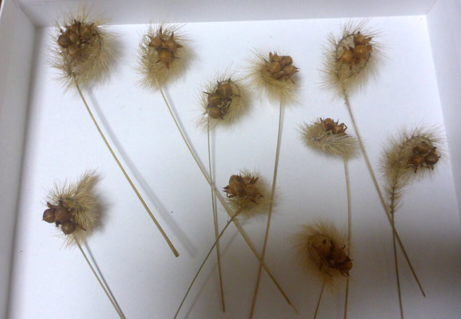 ねこじゃらしでお花　10本