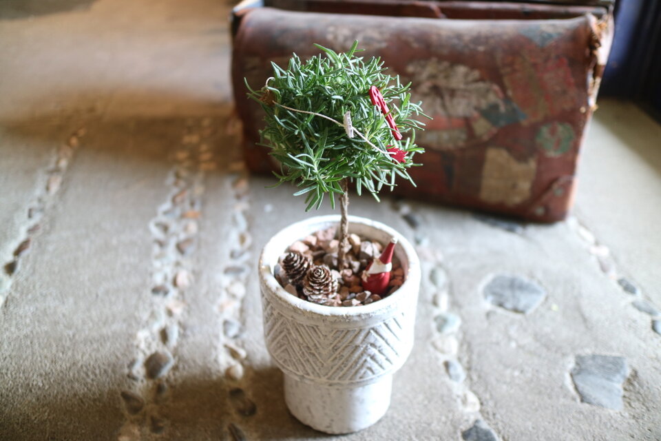 X'mas⭐️ローズマリー の まあるいミニクリスマスツリー ！　鉢付