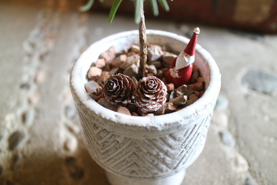 X'mas⭐️ローズマリー の まあるいミニクリスマスツリー ！ 鉢付