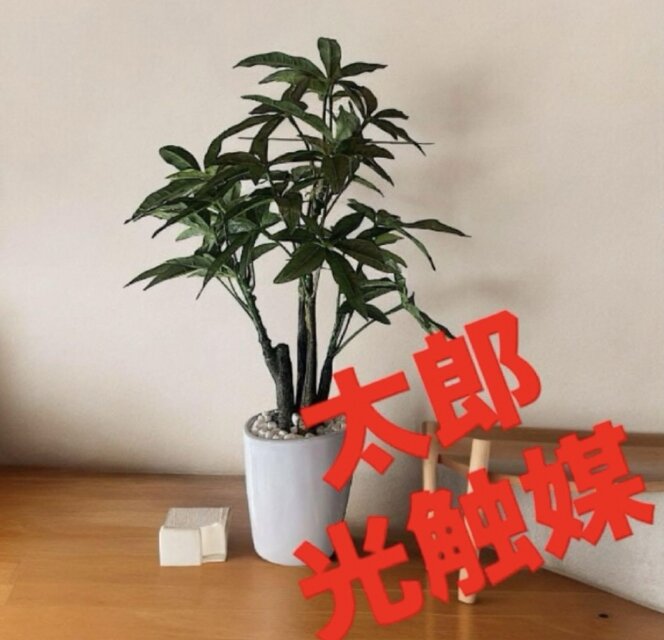 光触媒　人工観葉植物　ウォールグリーン　フェイクグリーン　パキラ着払い