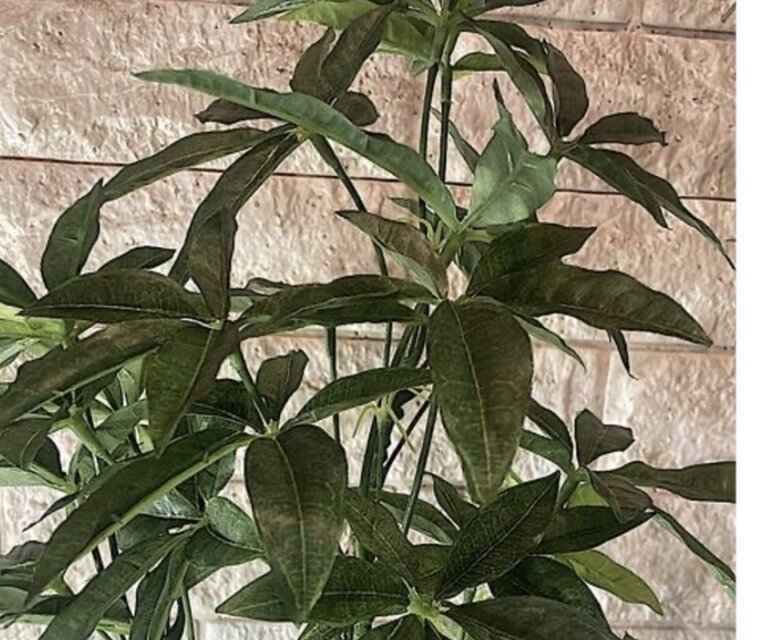 光触媒 人工観葉植物 ウォールグリーン フェイクグリーン パキラ中
