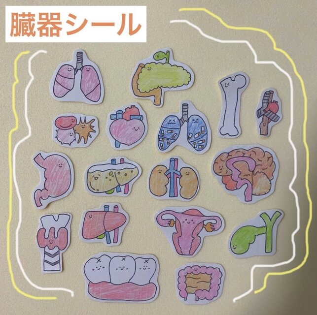 臓器シール　医療学生　看護学生　解剖　臓器　クエスチョンバンク　国家試験