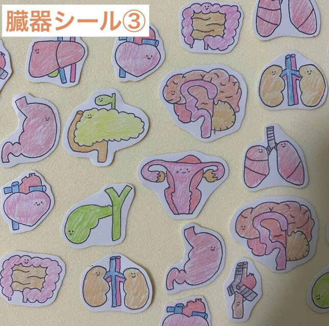 臓器シール　医療学生　看護学生　解剖　臓器　クエスチョンバンク　国家試験