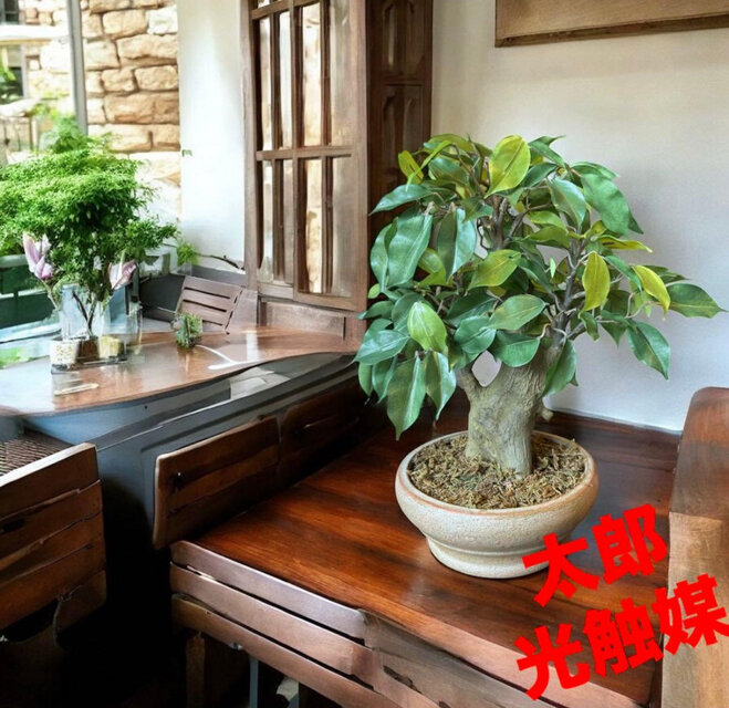 光触媒　人工観葉植物　ウォールグリーン　フェイクグリーン　盆栽ベンジャミン