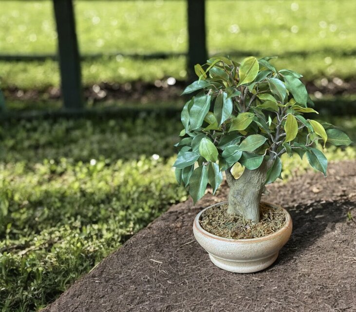 光触媒 人工観葉植物 ウォールグリーン フェイクグリーン ベンジャミン