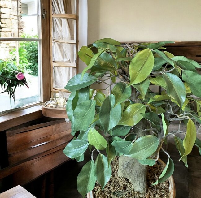 光触媒 人工観葉植物 ウォールグリーン フェイクグリーン ベンジャミン
