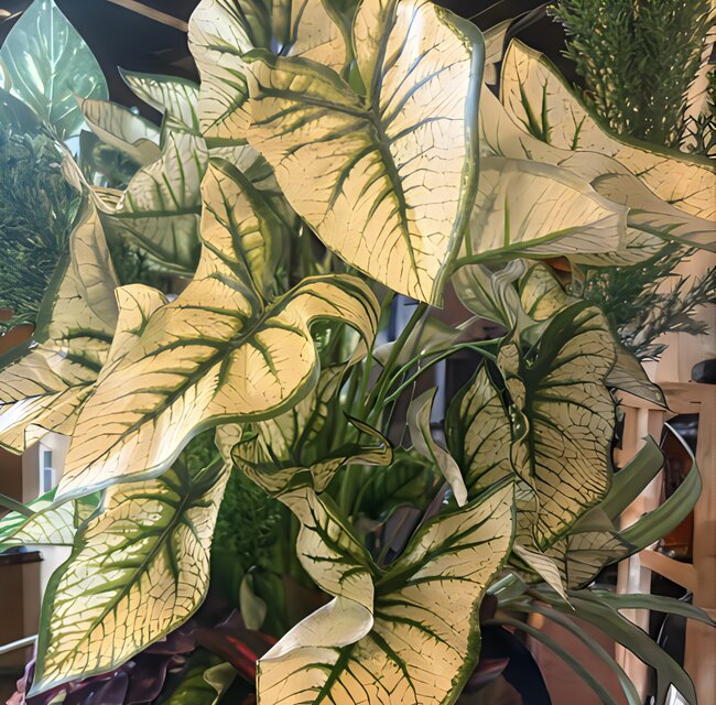 光触媒　人工観葉植物　ウォールグリーン　フェイクグリーン　カラジュームアレンジ@ 光触媒 人工観葉植物 ウォールグリーン フェイクグリーン カラジューム