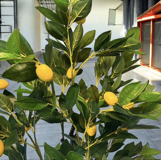 光触媒 人工観葉植物 ウォールグリーン フェイクグリーン レモンツリー