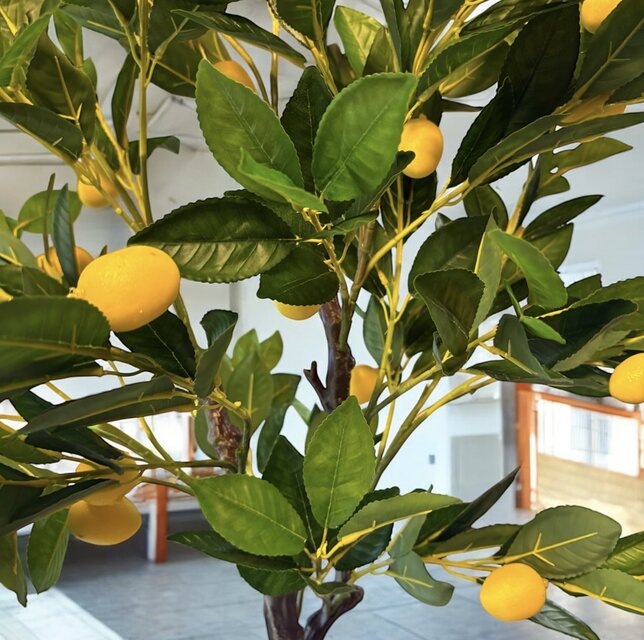 光触媒　人工観葉植物　ウォールグリーン　フェイクグリーン　レモンの木1点もの 光触媒 人工観葉植物 ウォールグリーン フェイクグリーン レモンの木gj